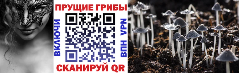 наркошоп  Пушкино  Псилоцибиновые грибы прущие грибы 
